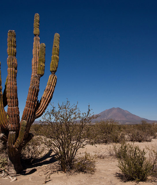 Design Hotels™ Destination: Baja California, Mexico Baja California Endemico Design Hotels™